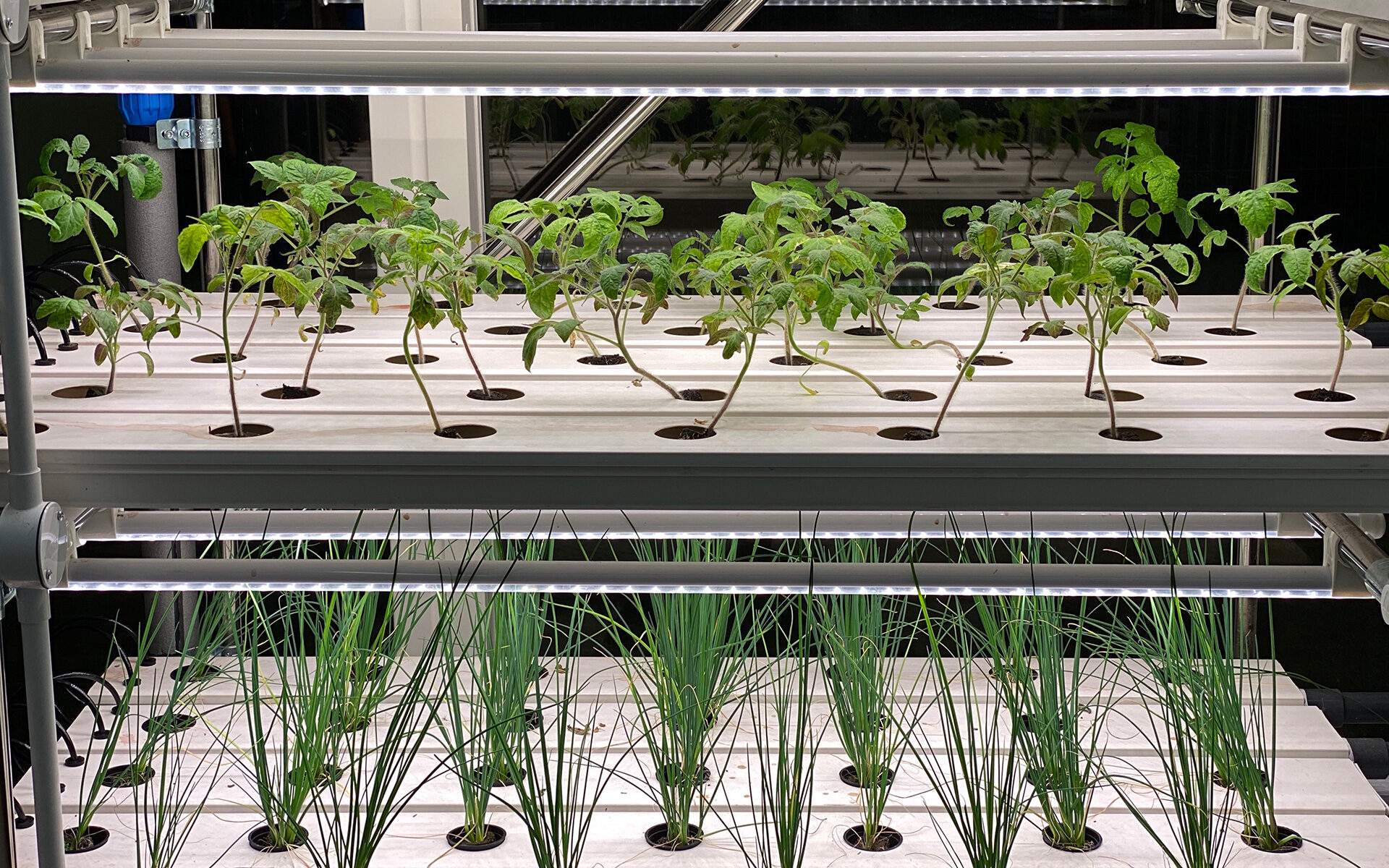 Zero mile crops being grown at Paddington Works | Workspace available to book on demand through Tally Market
